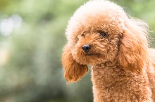 Мальтипу подходят для аллергиков из-за сниженной линьки — кинологи