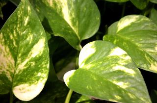 Испугалась, когда лист стал белым — оказалось, растение 