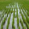 ООН спрогнозировала понижение цен на рис