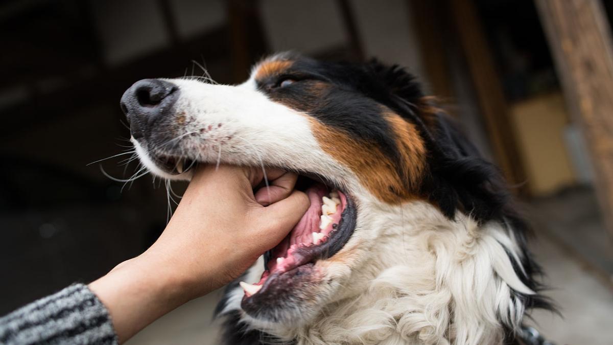 Рука хозяина в пасти у собаки Рука хозяина в пасти у собаки