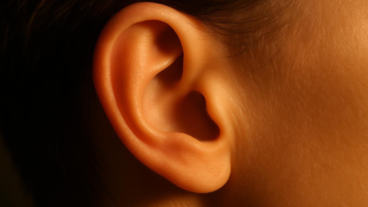 Человеческое ухо — макро