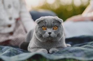 Короткошерстные кошки мерзнут без одежды дома — ветеринары