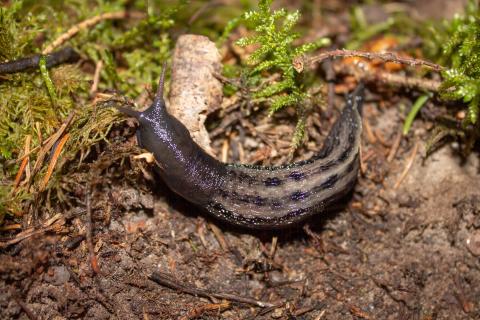 Весной появляются взрослые слизни, перезимовавшие на участке — агрономы