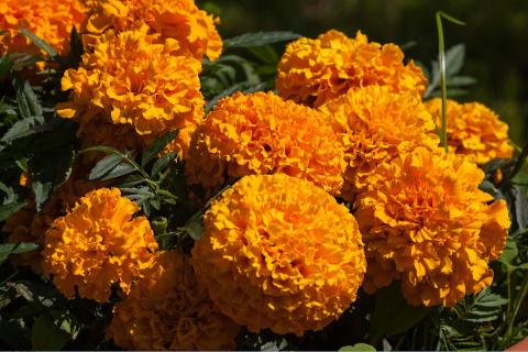 Осенняя посадка бархатцев укрепляет растения и ускоряет весеннее прорастание — Татьяна Фролова