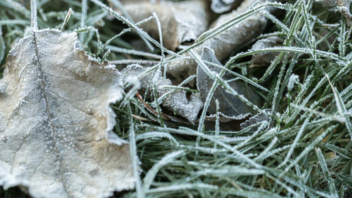 Иней на траве