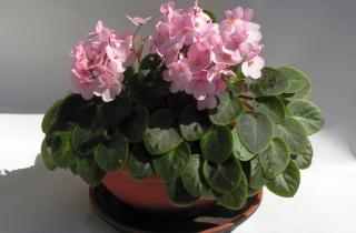 Неправильный полив фиалок приводит к корневым гнилям и стрессу — агрономы