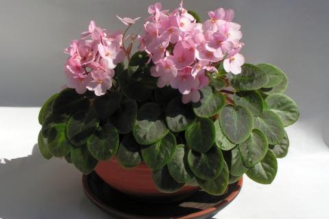 Неправильный полив фиалок приводит к корневым гнилям и стрессу — агрономы