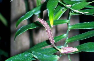 Тропические комнатные растения сохраняют способность к размножению зимой