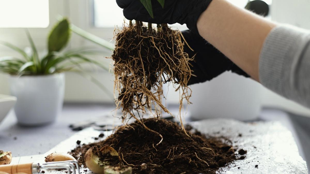 корни пересадка сад