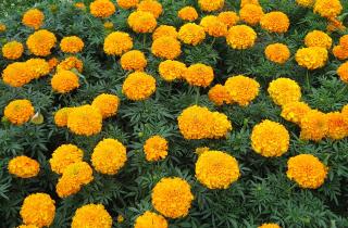 Подзимний посев бархатцев улучшает корневую систему и ускоряет цветение — агрономы