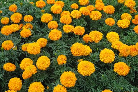 Подзимний посев бархатцев улучшает корневую систему и ускоряет цветение — агрономы