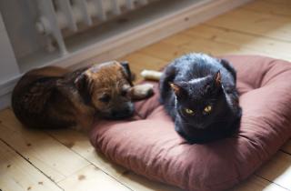 Питомец чувствует, когда день идёт 